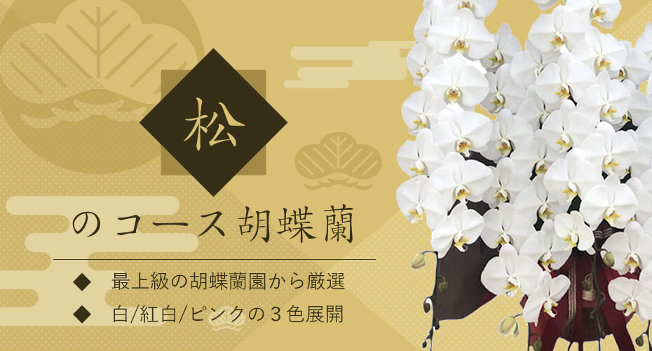 最上級の大輪胡蝶蘭