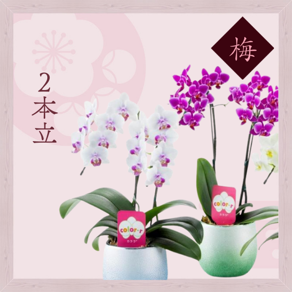胡蝶蘭画像